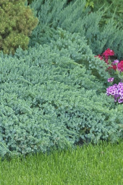 Можжевельник чешуйчатый Блю Карпет - серебристо-голубого цвета